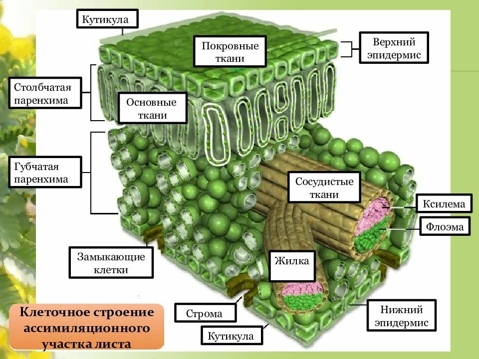 Ткани растений и их части. Основная ткань растений строение. Ассимиляционная паренхима листа. Строение клеток основной ткани растений. Паренхима листа это ткань.
