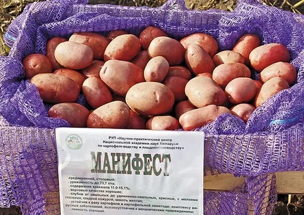Аудио озвучивание 43 сортов #картофеля белорусской селекции:https://www.youtube.