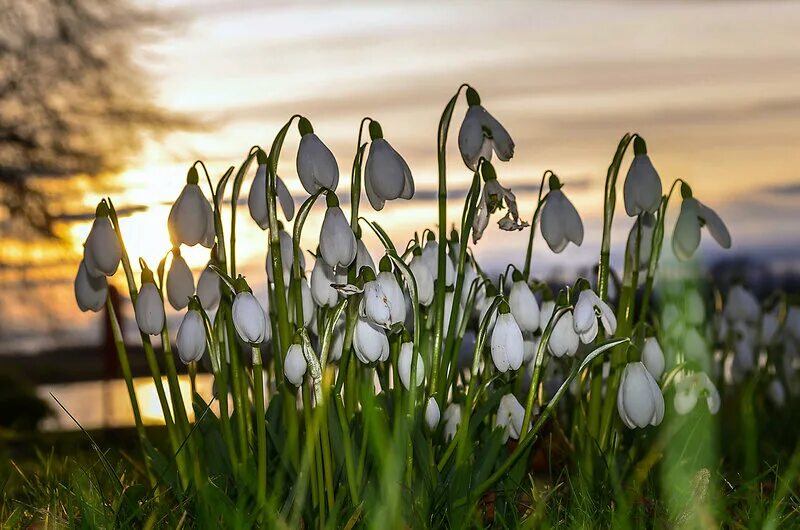 открытки с весной красивые. весенние видеоролики.