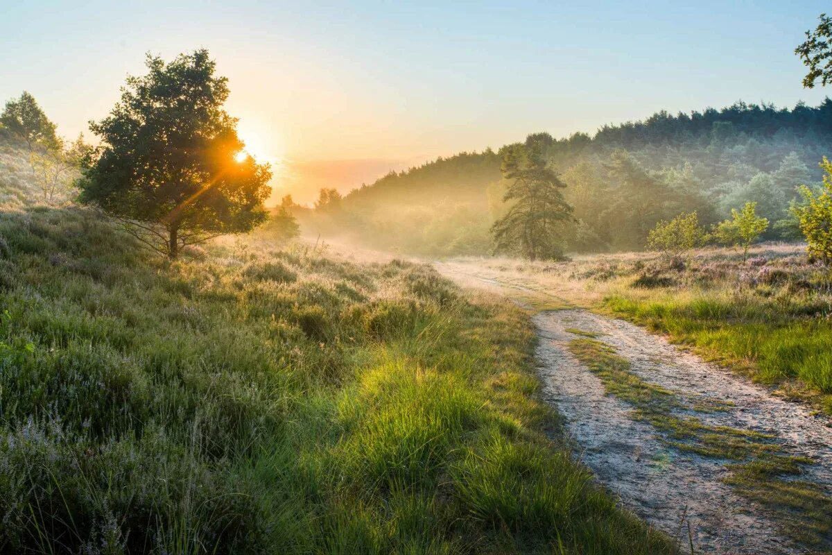 Discover nature. Парк Хоге-Кемпен. Хоге Кемпен. Парк Mechelse Heide. Natuur.