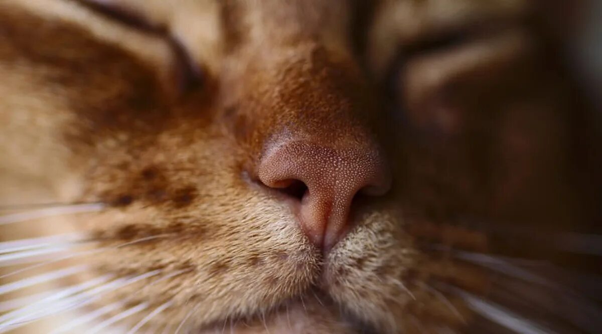 Нос кошки. Кошачий носик. Нос кошки текстура. Кошка ест нос