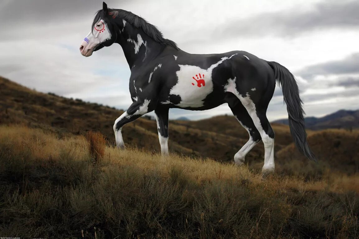 Pin on Arabian horse odd colors