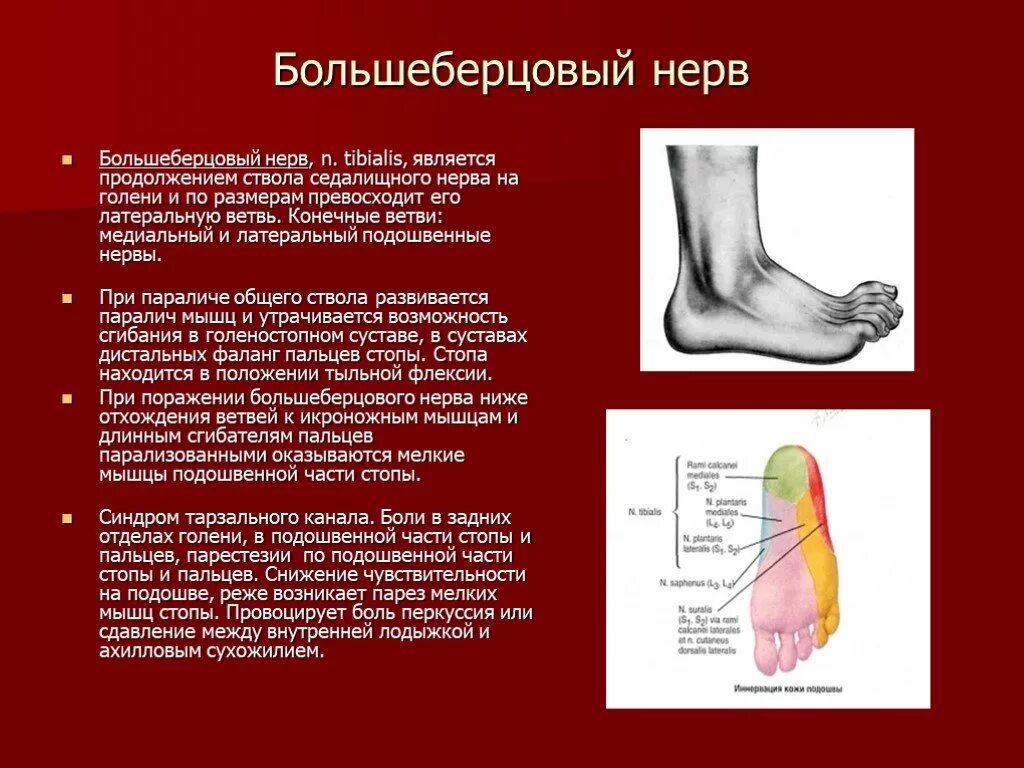 Аксональное поражение малоберцового нерва. Повреждение большеберцового нерва. Неврит большеберцового нерва симптомы. Нейропатия большеберцового нерва. Большеберцовый нерв анатомия и синдром поражения.