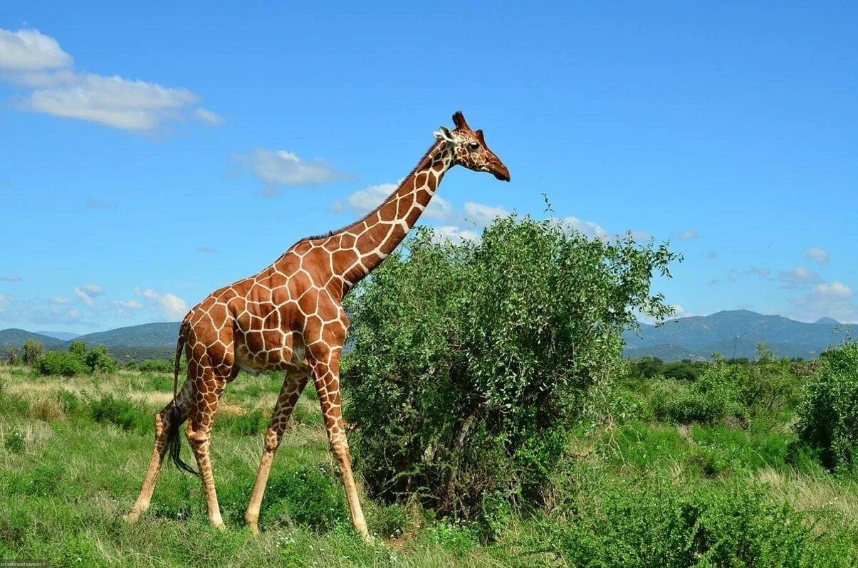 Масайский Жираф. Нубийский Жираф. Родезийский Жираф. Сомалийский Жираф. Жираф африканское животное