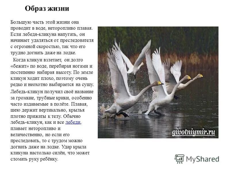 лебедь кликун краткое описание. лебедь. лебедь шипун и черный лебедь. лебедь шипун стая. какие звуки издает лебедь.