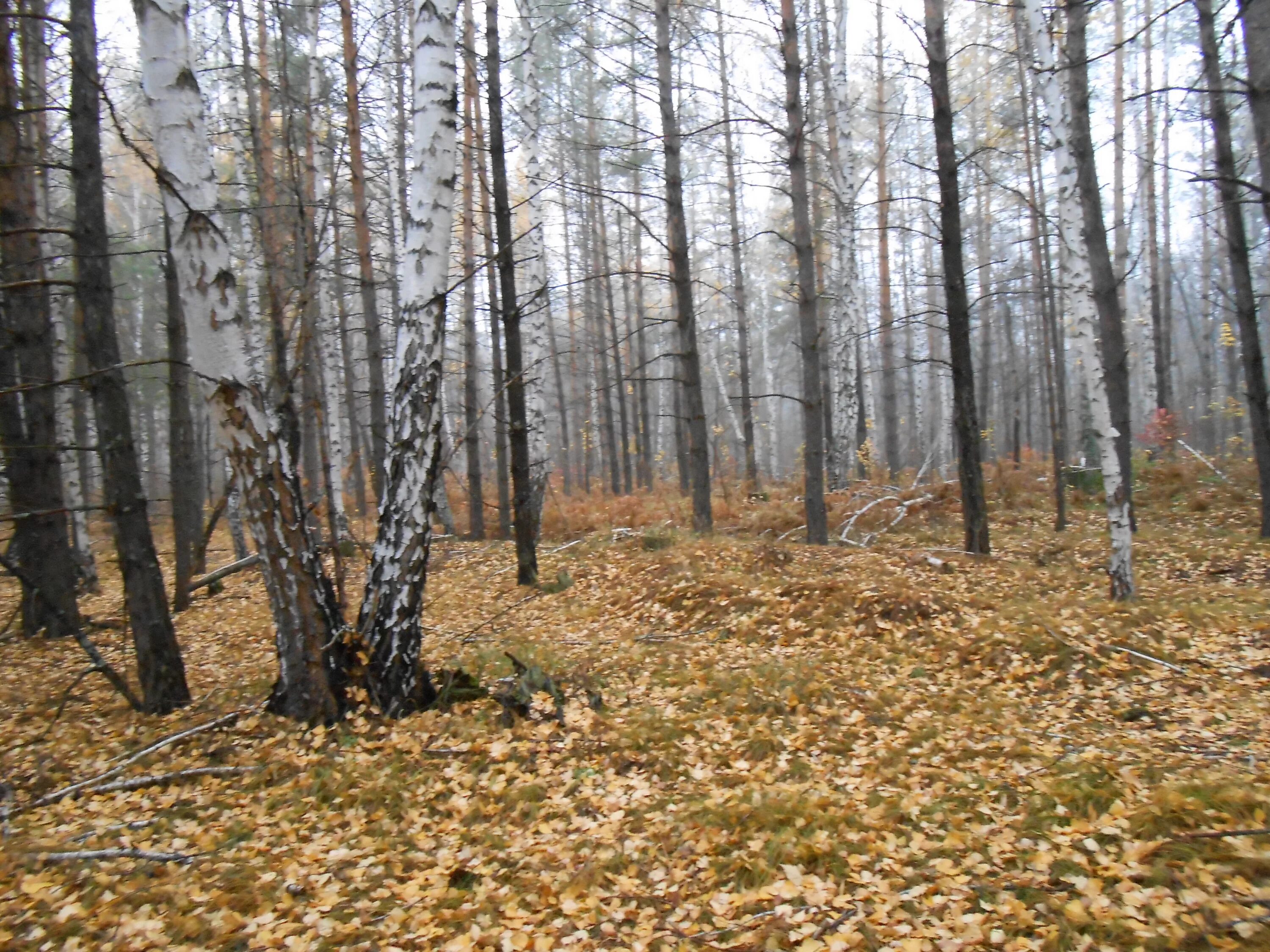 Предложения поздней осенью в лесу. Поздняя осень. Осенний лес. Осень в лесу. Поздняя осень в лесу.