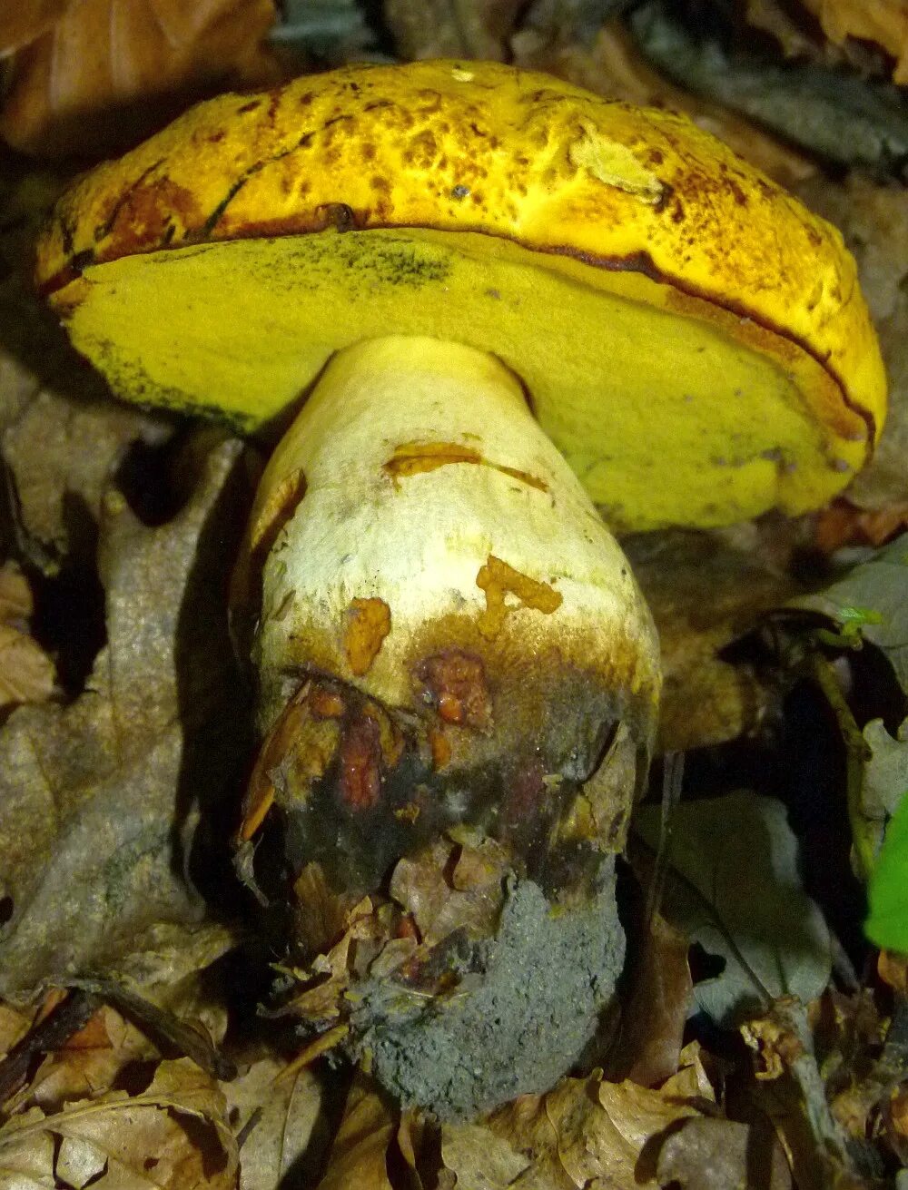 Грибы шляпка желто коричневая. Боровик жёлтый (Boletus junquilleus). Боровик жёлтый полубелый гриб. Боровик красно-желтый (Boletus rhodoxanthus). Боровик с желтой шляпкой.