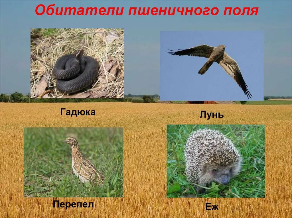 3 цепи питания для пшеничного поля. Обитатели поля. обитатели пшеничного поля. обитатели агроценоза. агроценоз пшеничного поля.