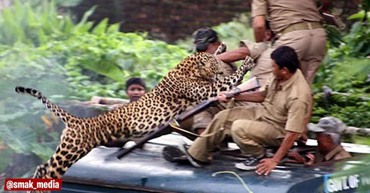 Нападения диких. Рудрапраягский леопард. Ягуар нападает на человека. Ягуары нападают на людей.