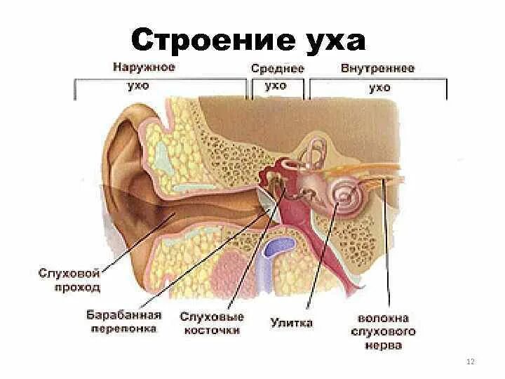 Строение слухового анализатора наружное среднее внутреннее ухо. Строение наружного среднего и внутреннего уха. Строение слухового анализатора человека анатомия. Наружное ухо среднее ухо внутреннее ухо строение функции.