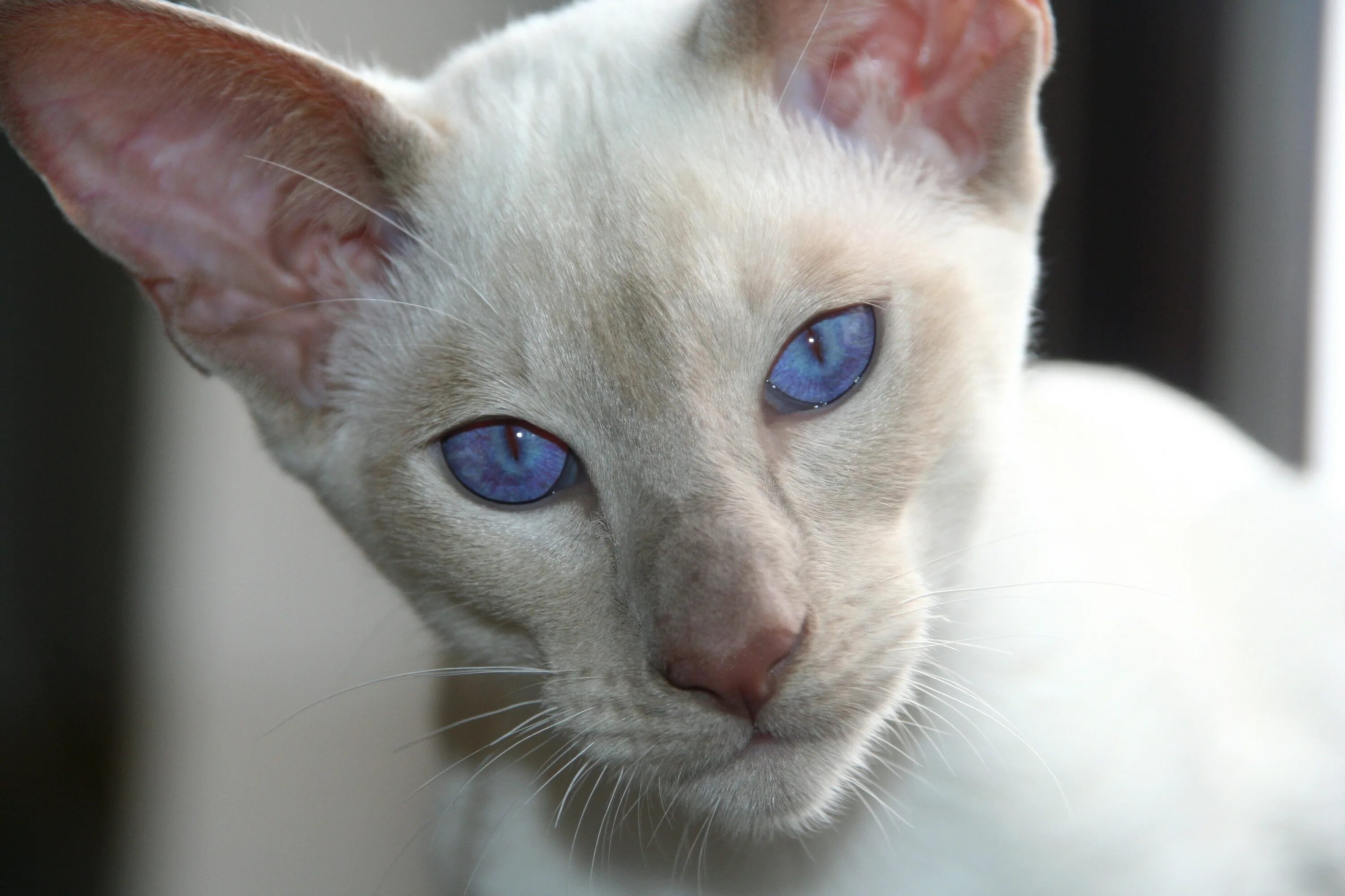 Породы котов с голубыми глазами. Сиамская Ориентальная кошка. Ориентальная кошка альбинос. Ориентальная Балинезийская кошка. Ориентал белый сиамский.