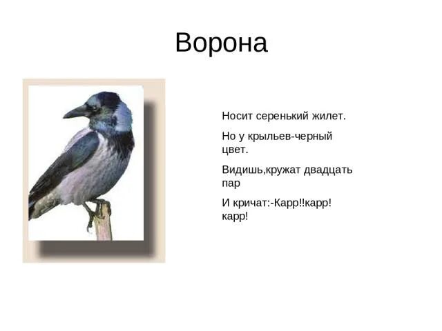 Загадка с вороной. Загадка о вороне. небольшой стишок про ворону. стих про ворону. короткие стихи о вороне.