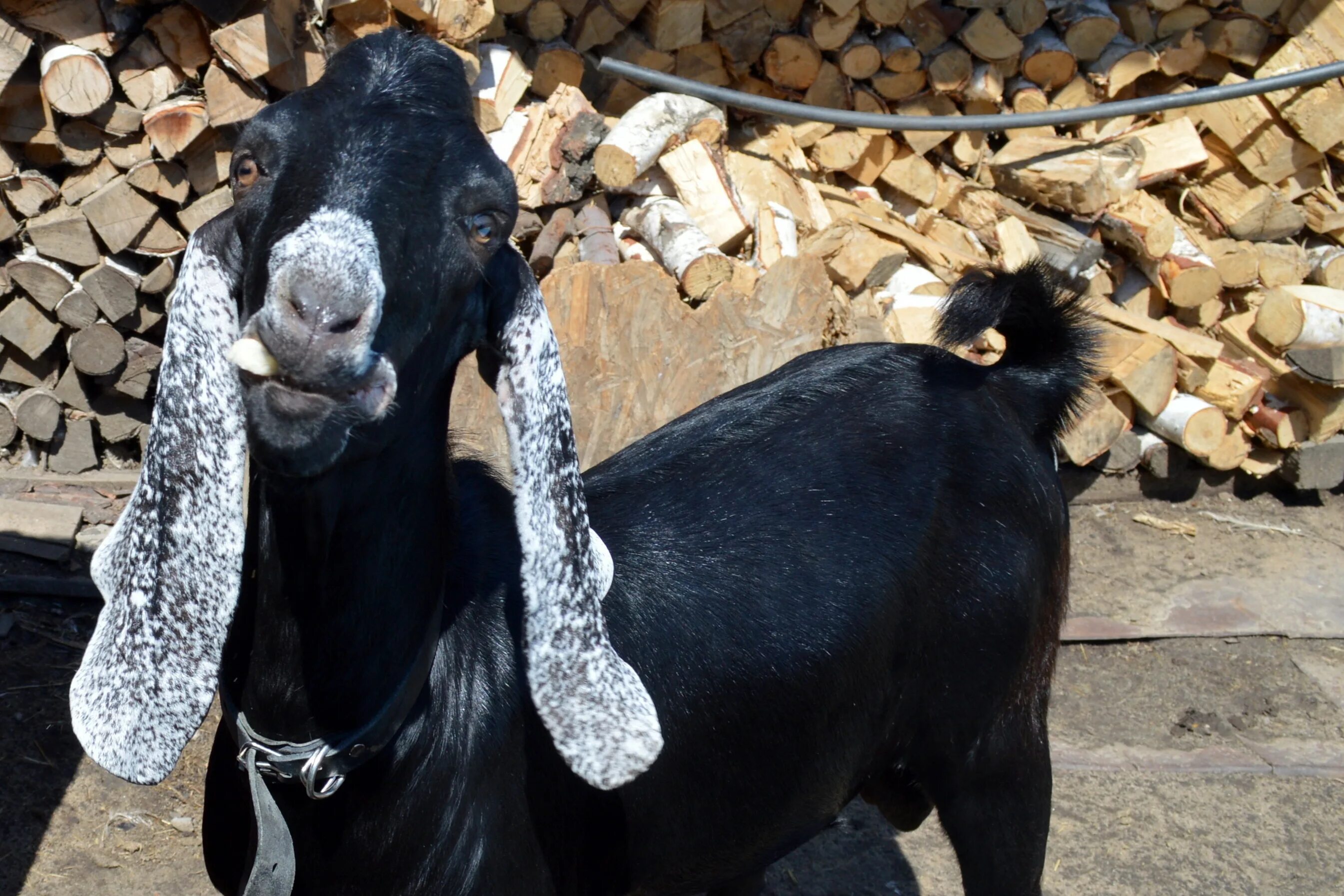 Козы Камори. Пакистанские козы Камори. Необычные породы коз. Необычные козы большие.