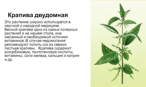 Крапива 2 класс