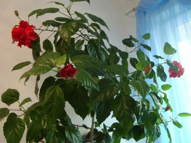 можно ли держать дома китайскую. можно ли держать дома китайскую. китайский розан. китайская роза комнатное растение приметы и суеверия. можно ли держать дома китайскую.