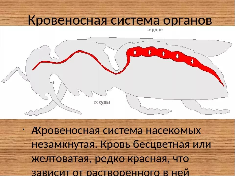 Кровообращение у насекомых. Строение кровеносной системы насекомых. Незамкнутая кровеносная система насекомых. Кровеносная у насекомых строение. Кровеносная система насекомых 7 класс.