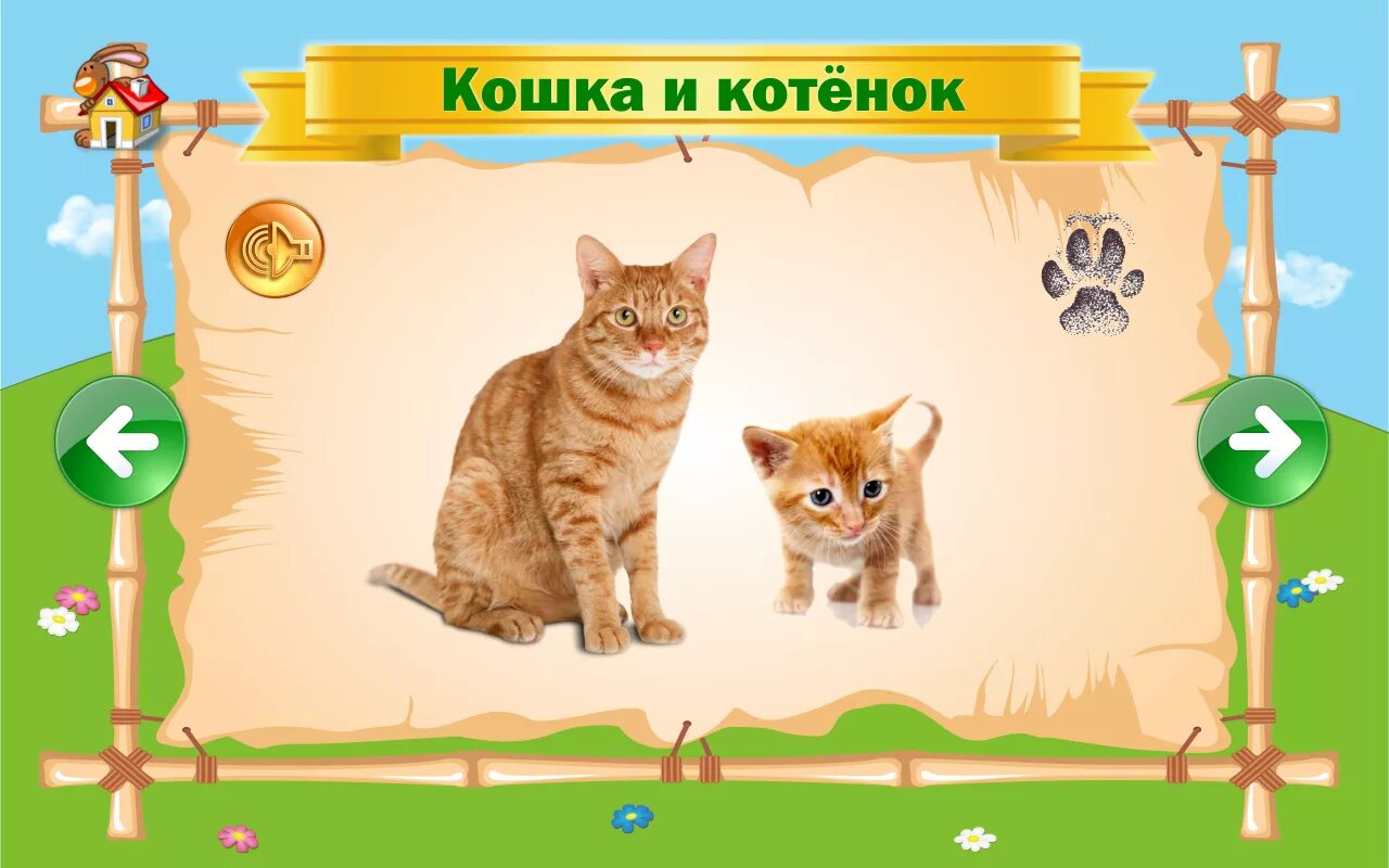 Игры детский сад для кошек. Котенок карточка для детей. Домашние животные для детей котенок. Котенок для детей раннего возраста. Картинки котят для детей дошкольного возраста.