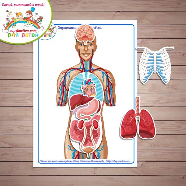 Анатомия человека для детей. Макет органов для детей. Макет внутренних органов человека. Аппликация внутренние органы. Игра устроен человека