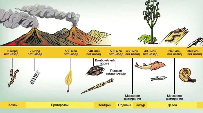 Освоение суши растениями. Освоение суши растениями и животными. Таблица освоение суши растениями и животными. 450 Млн лет назад Эра. Выход многоклеточных животных на сушу произошел