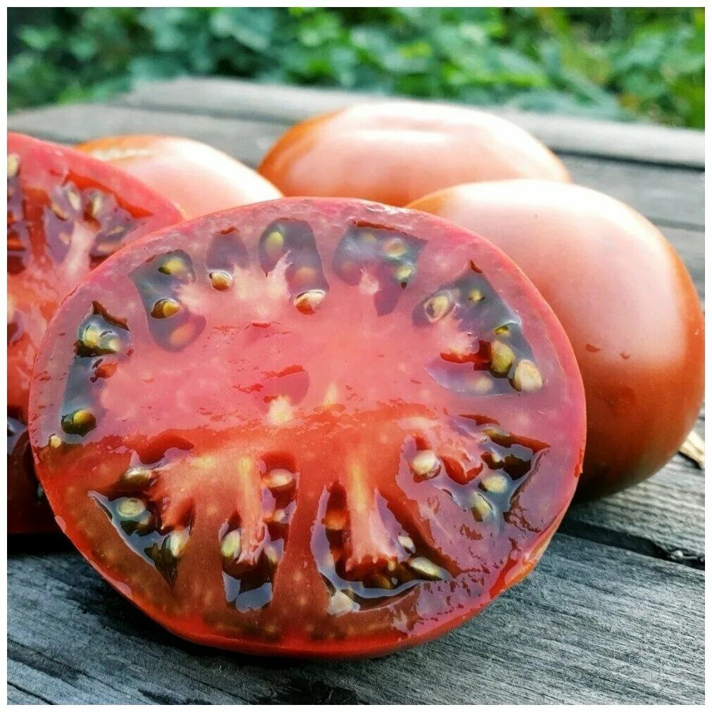 Томат гордость грайтмара. Томаты гордость пирса описание сорта. Сорт томатов гном гордость пирса. Томат гном гордость пирса. Томат гордость пирса фото.