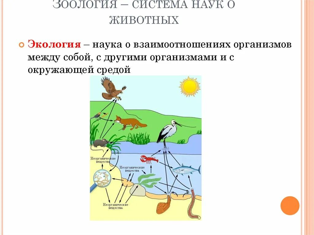 Конспект урока взаимосвязи организмов в природных сообществах. Взаимосвязи организмов и окружающей среды. Связь организма с окружающей средой. Взаимоотношения животных экологическая. Экология животных изучает.