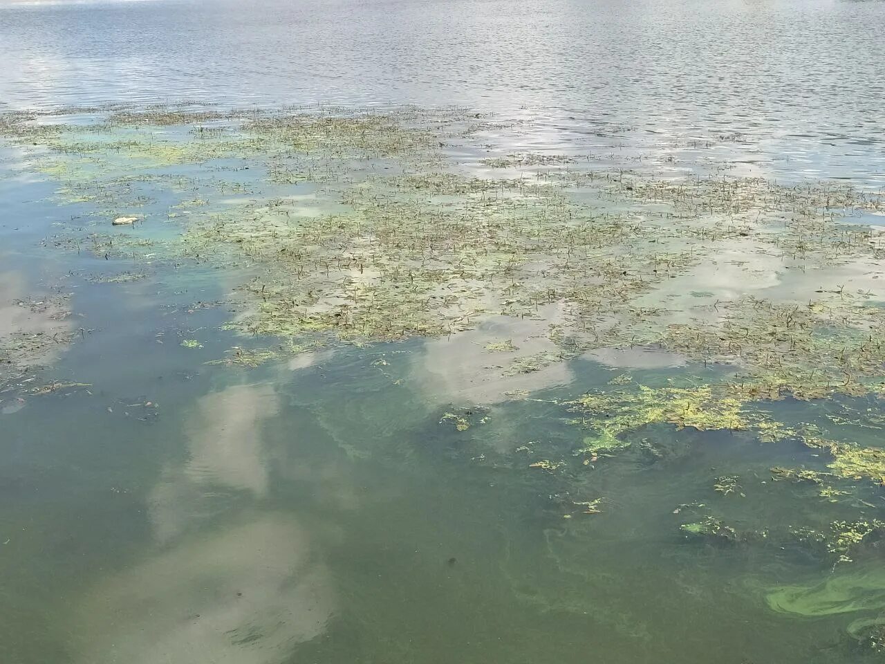 Вода пахнет тиной. Вода зацвела. Кама цветет вода. Цветущая вода на Калинихе.