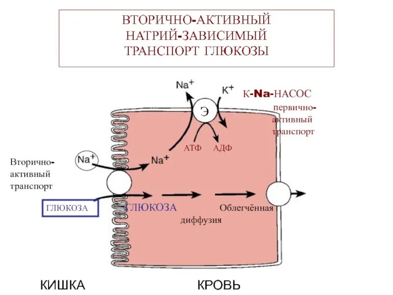 Транспорт Глюкозы схема. Механизм транспорта Глюкозы. Вторично активный транспорт. Транспорт Глюкозы в клетку.