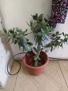 Денежное дерево сломалось