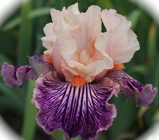 Ирис п. Ирис ravishing ruby. Ирис п. Ирис дон эйри. Ирис п.