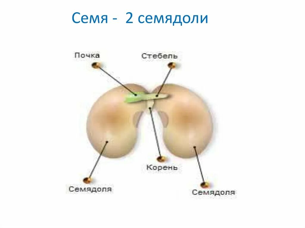 Сколько семядоли семени. Розоцветные строение семени. количество семядолей у семейства розоцветные. семя корень семядоли почка. розоцветные строение семени семядоли.