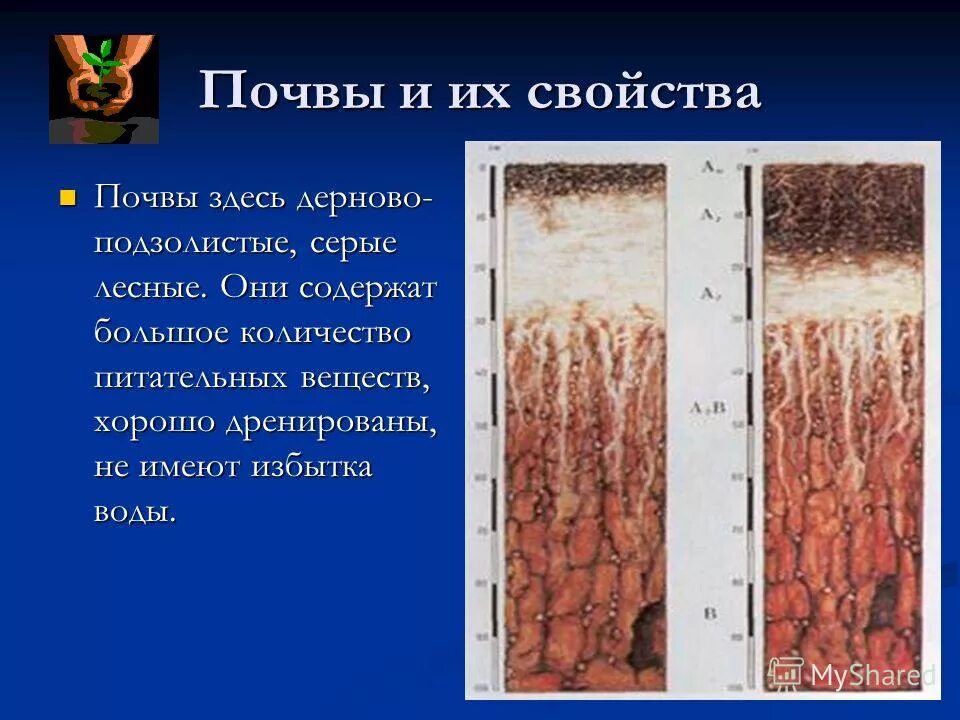 Лесная подстилка широколиственных лесов. Широколиственный лес тип почвы. Почвы дальнеговочтока. Серые лесные почвы широколиственных лесов. Почваи широколиственных лесов.