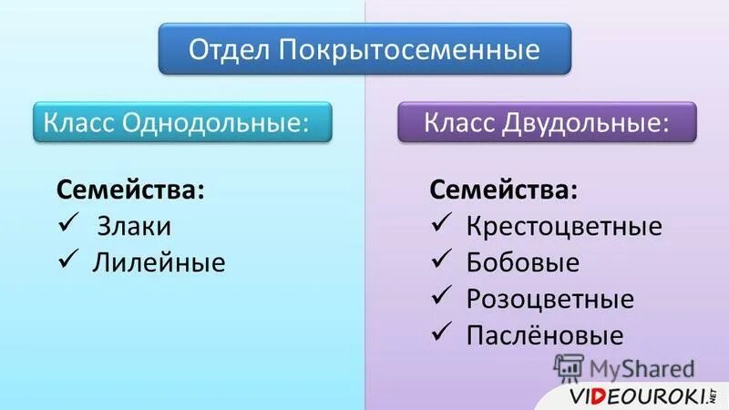 Земляника двудольное или однодольное растение фото - Тоши Суши