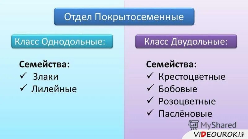 Признаки усложнения покрытосеменных