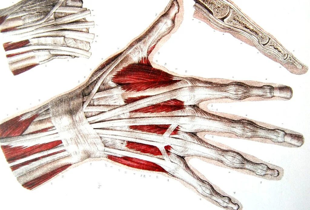 Сухожилия разгибателей кисти анатомия. Сухожилия разгибателей пальцев кисти. Сухожилия лучезапястного сустава анатомия. Рукки связки кисти. Сшивание нерва латынь