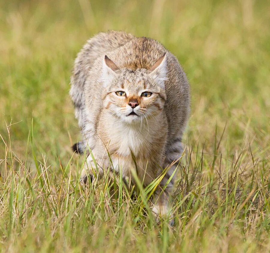 Какие животные обитают в оренбургской области. Степной кот Felis Libyca (Forster, 1780). Степной кот Felis Libyca в Оренбургской области. Среднеазиатская Степная кошка. Степной кот (Felis lybica).