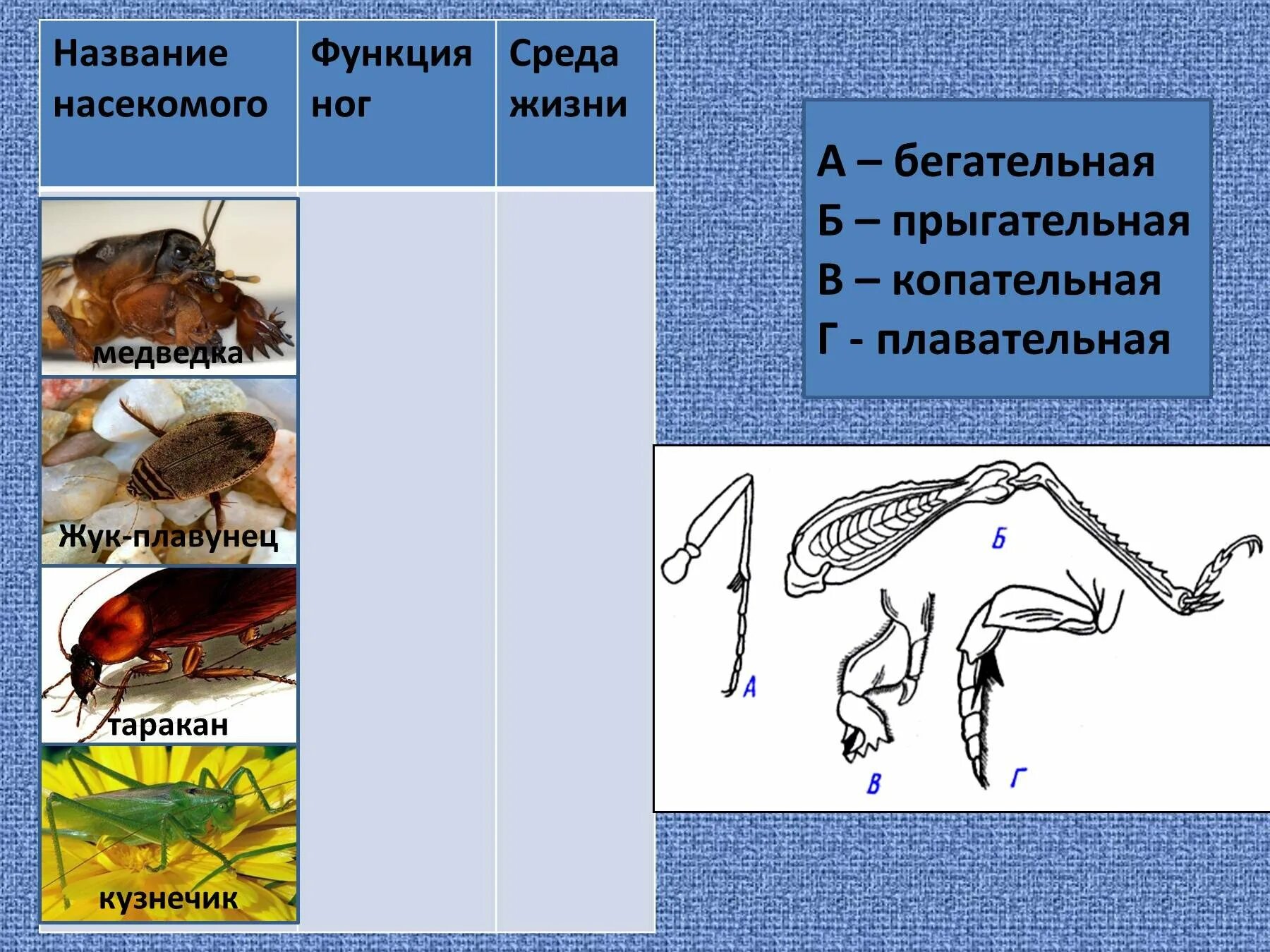 Среда обитания насекомых. Приспособления насекомых к среде обитания. Копательные конечности насекомых. Насекомые приспособление к жизни. Конечности насекомых и среда обитания.