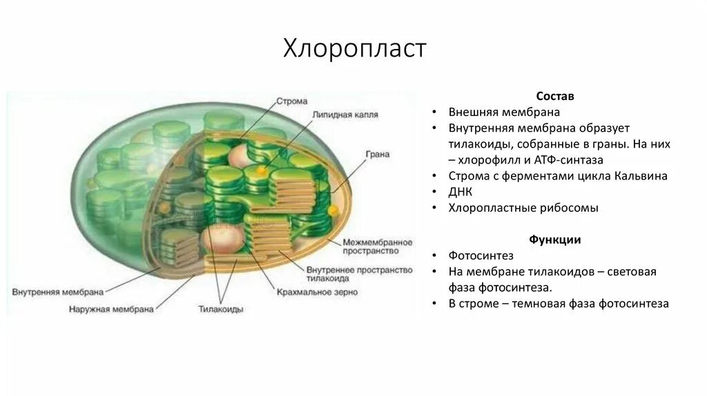 Хлоропласт изображен. Строение хлоропласта Строма. Хлоропласты Строма тилакоиды граны. Строение хлоропласта фотосинтез. Функции органоидов клетки хлоропласты.