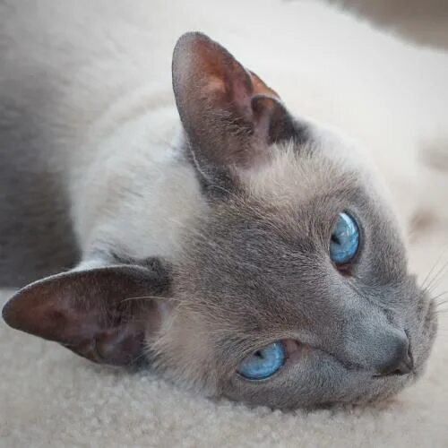 Серая сиамская кошка. Сиамская кошка серая. Сиамские коты серые. Сиамский кот с серыми глазами. Сиамский кот серый с голубыми глазами.