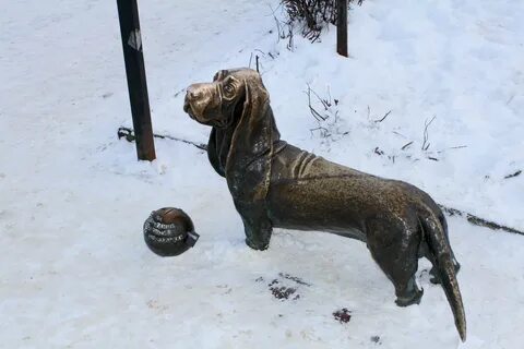 Собака кострома