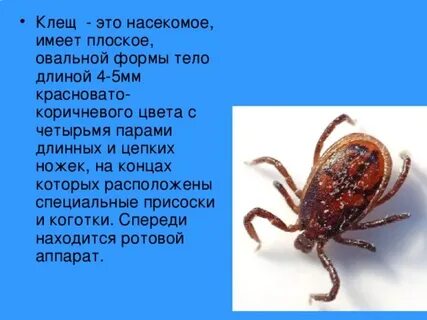 Клещи 2 класс окружающий мир