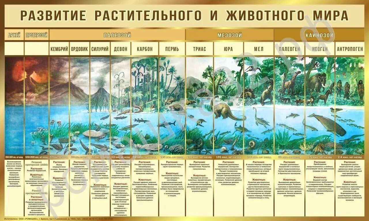 Эры развития жизни таблица и периоды и основные этапы развития.