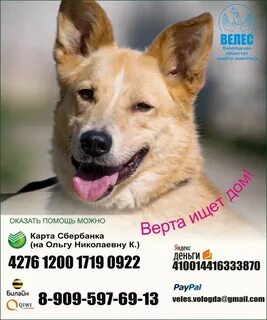 Общество велес