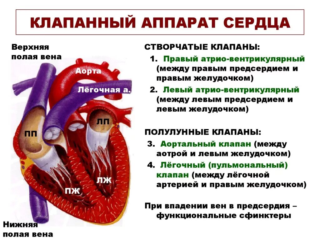 Сердечная строение и функции. Строение клапанного аппарата сердца. Строение стенки сердца. Клапанный аппарат сердца.. Значение клапанного аппарата сердца физиология. Роль клапанного аппарата сердца физиология.