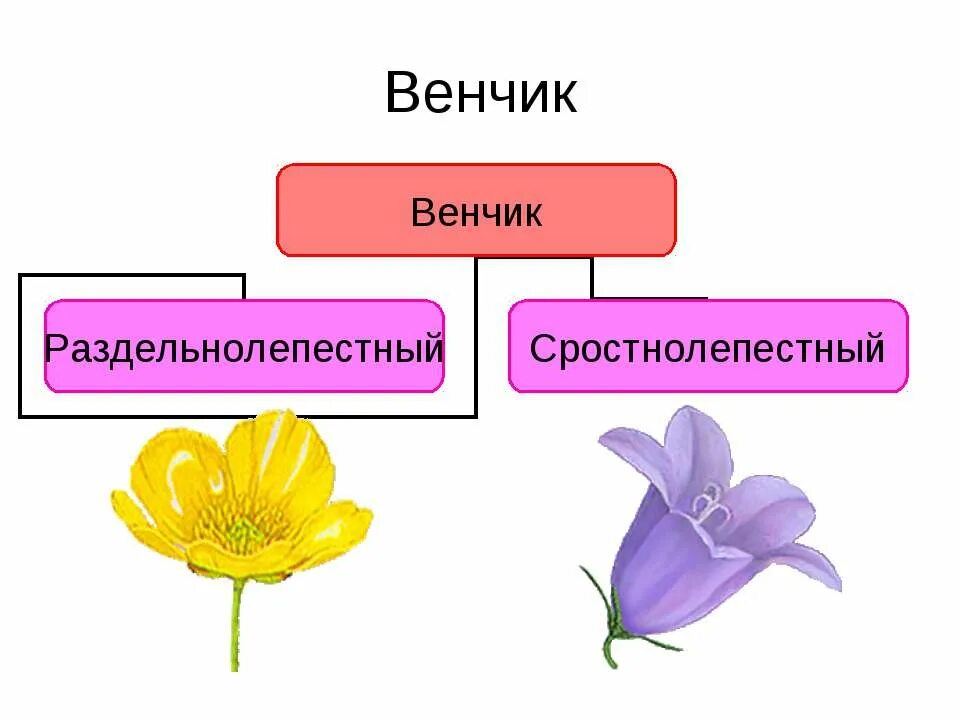 Цветок венчик зародыш какое понятие следует вписать. СПАЙНОЛЕПЕСТНЫЙ венчик. Венчик раздельнолепестный и сростнолепестный. Сростнолепестный венчик цветка. Цветки со спайнолепестным венчиком.