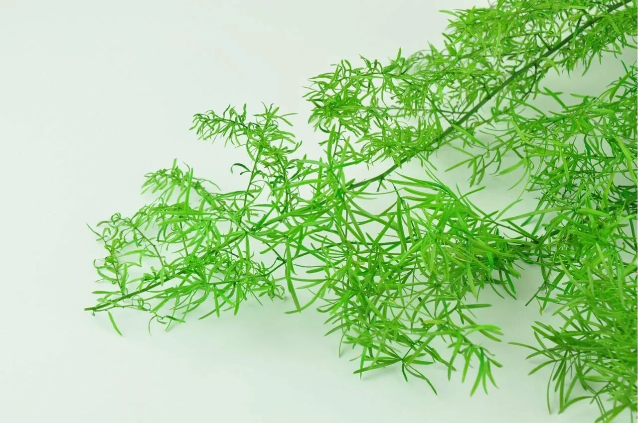 Аспарагус стабилизированный. Папоротник аспарагус шпренгера. Аспарагус мейера оби. Asparagus project. Салат с консервированной спаржей.