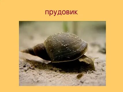Малый прудовик обитает