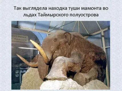 Туши мамонта
