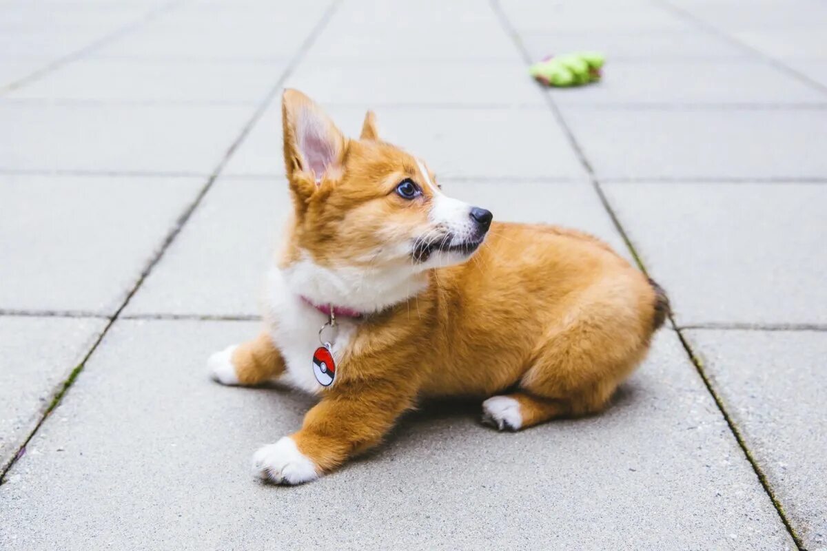Вельш корги щенки. Корги рыжий. Вельш-корги. Вельш-корги. Корги рыжий.