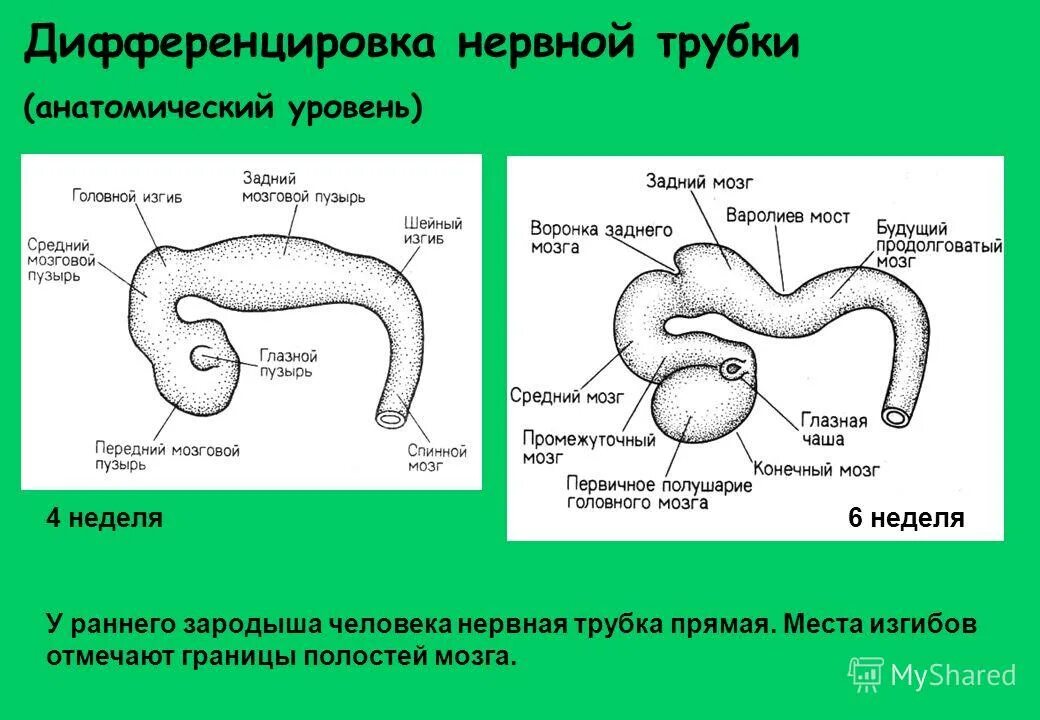 Дифференцировка нервной трубки. Нервная трубка зародыша образуется из. Нервная трубка человека. Этап дифференцировки нервной трубки. Последовательность формирования нервной трубки.