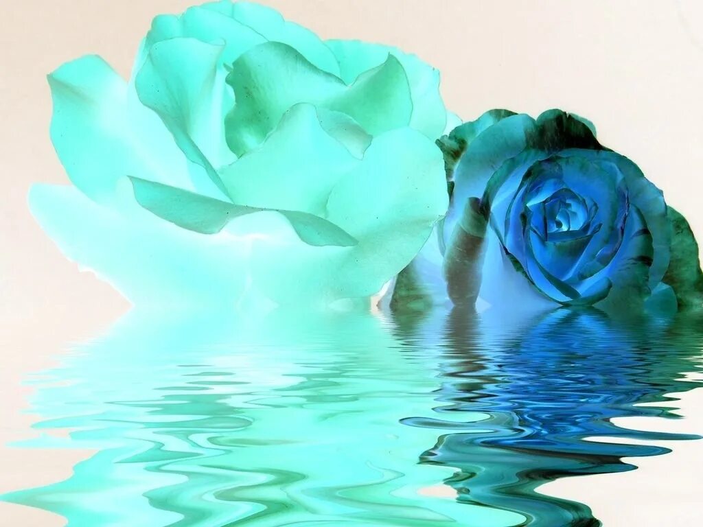 Голубая вода роза фото 5 BLUE ROSE Rosa Bush Shrub Perennial Flower Seeds Flat Etsy in 2021 Beautiful f